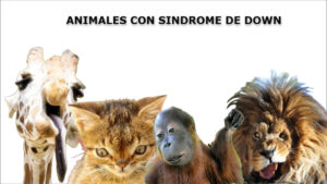 animales con sindrome de down