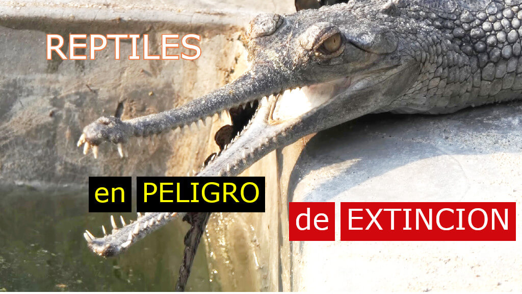 reptiles en peligro de extincion