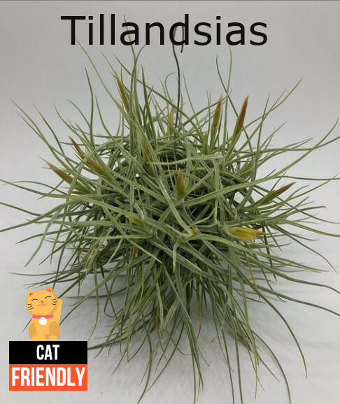 Tillandsias plantas seguras para gatos