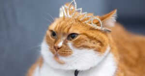 10 mejores nombres de gatos famosos