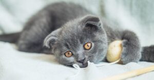 10 mejores nombres para gatos grises