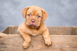 6 razones para obtener un seguro para mascotas para su cachorro