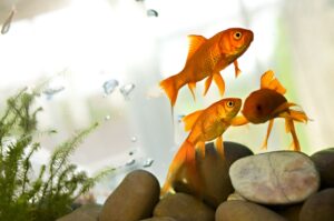 7 enfermedades comunes de los peces de colores
