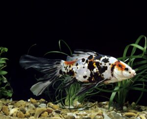 Aprenda sobre el pez dorado Shubunkin