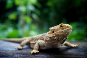 ¿Cómo se produce el prolapso de un dragón barbudo y qué es?