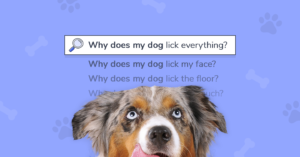 9 preguntas sobre perros que los padres de perros no pueden dejar de buscar en Google
