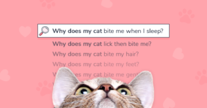 10 preguntas sobre gatos que no pueden dejar de buscar en Google!  ¿Por qué mi gato muerde ...