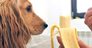 ¿Pueden los perros comer plátanos?