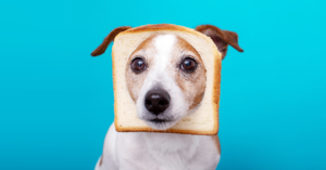 ¿Pueden los perros comer pan?  Sí, pero ¿deberían hacerlo?