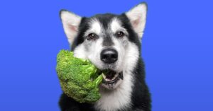 ¿Pueden los perros comer brócoli?