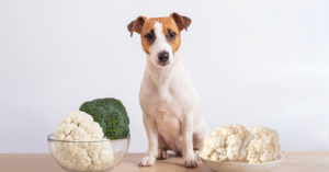¿Pueden los perros comer coliflor?