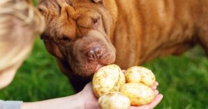 ¿Pueden los perros comer patatas?