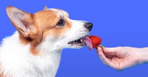 ¿Pueden los perros comer fresas?