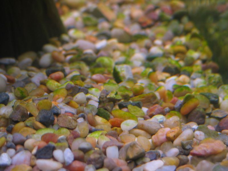 Causas y curaciones de las algas de sílice