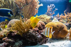 Cómo combatir el crecimiento excesivo de algas en su acuario