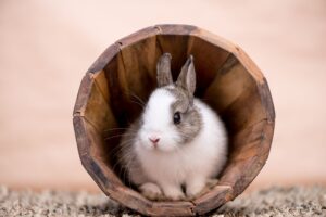 Cosas que debe saber sobre el cuidado de un conejo mascota