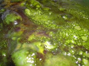 Deshacerse de las algas limo en su acuario de peces