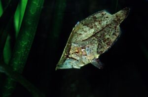 El Leaffish sudamericano: no para principiantes