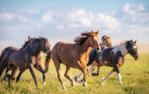 Caballo Mustang: Perfil de la raza