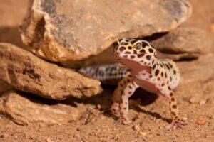 ¿Cómo puede crear un hábitat que le guste a su gecko leopardo?