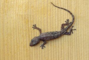Cuidados de los geckos domésticos comunes para mascotas