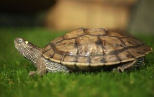 10 tipos de tortugas que son excelentes mascotas
