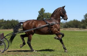 American Saddlebred: Perfil de raza de caballo
