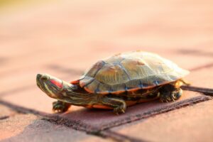 Aprenda a transportar tortugas mascotas en automóvil