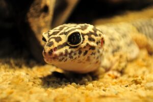 Elegir un sustrato de leopardo gecko