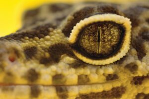 Qué hacer si su gecko leopardo tiene problemas oculares