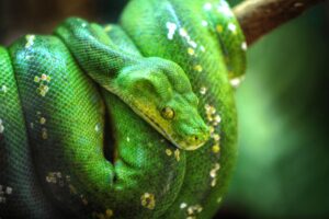 Qué debe saber antes de comprar una serpiente pitón de árbol verde