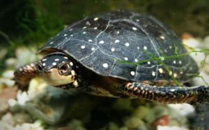Todo lo que necesita saber sobre el cuidado de una tortuga moteada