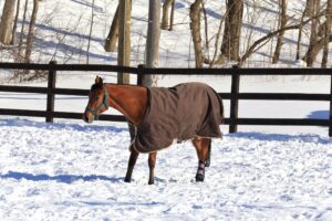 Cómo enfriar a tu caballo después del ejercicio en un clima frío