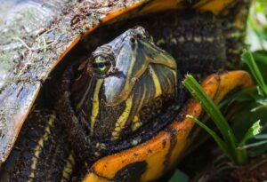 Cómo cuidar a las tortugas deslizantes de vientre amarillo