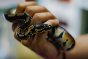 ¿Es mejor alimentar a las serpientes con presas pre-matadas o con presas vivas?