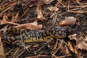 Una guía para el cuidado de las salamandras tigre como mascotas