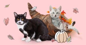 Cómo celebrar (de forma segura) el Día de Acción de Gracias con tu gatito