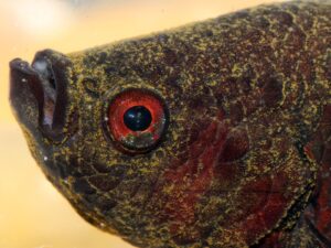 Identificar y curar el terciopelo de la enfermedad de los peces de acuario