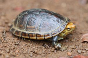 Una guía para el cuidado de las tortugas de barro como mascotas