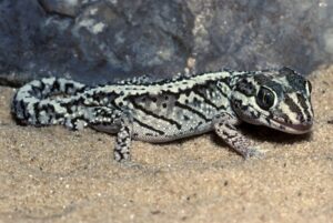 Una guía para el cuidado de los geckos pantera como mascotas