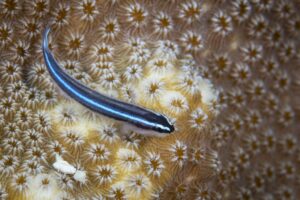 Perfil de especies de peces gobio de neón