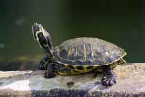 ¿Qué significan las garras aleteando en las tortugas de orejas rojas?