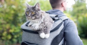 Las 15 mejores mochilas para gatos