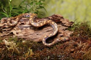 8 opciones de sustrato para su serpiente mascota