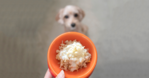 ¿Pueden los perros comer arroz?