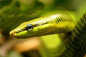 Tratamiento de los párpados retenidos en las serpientes que se deshacen