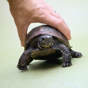 Descubra lo que debe saber antes de comprar una tortuga de caja
