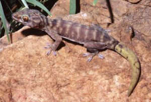 ¿Qué pasa cuando un gecko pierde la cola?