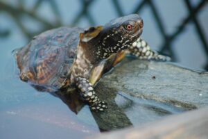 Una guía para el cuidado de las tortugas de caja de la costa del golfo como mascotas