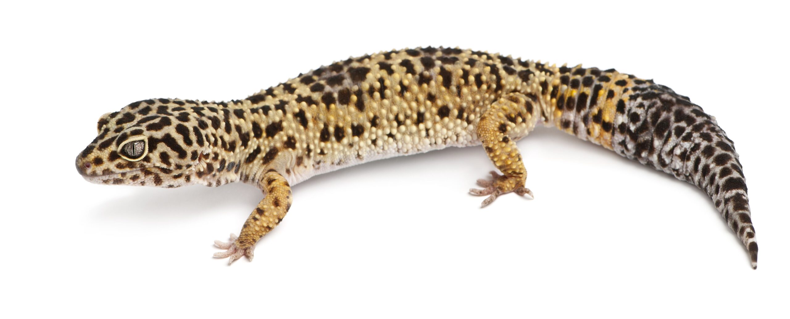 Gecko Leopardo con burbujas en las axilas